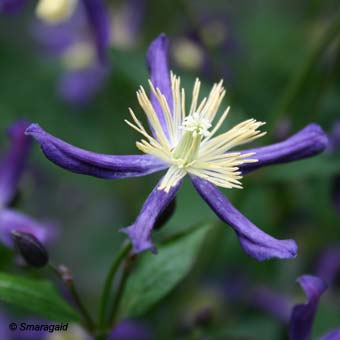 06_Clematis-x-aromatica-2006-06-15_5326