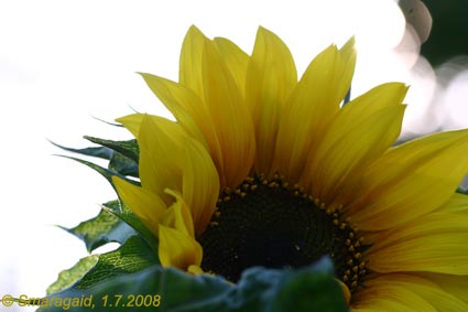 20080701-Sonnenblume_1924