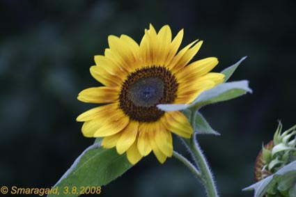 20080803-Sonnenblume_2188