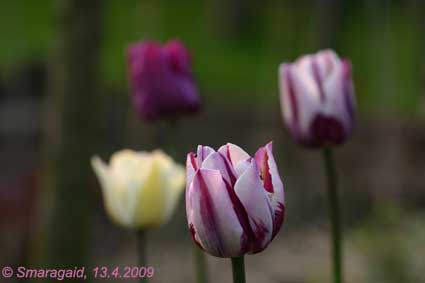 20090413-Tulipane-mit-Fliege_4597