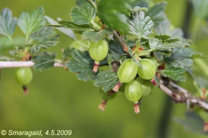 20090504-Ribes-uva-crispa_5095