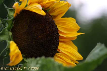 20090711-Sonnenblume_8597