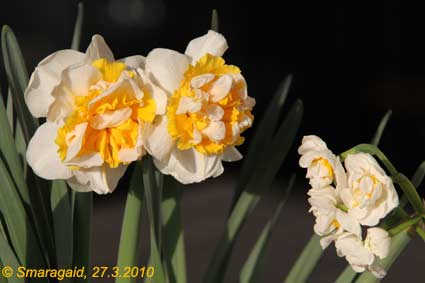2010-03-27-Narcissus_0502