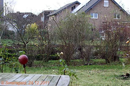 2011-12-24-Garten_6906
