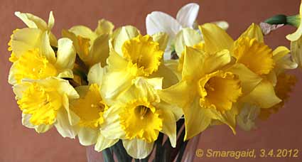 2012-04-03-NarcissusBucket_7557