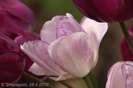 2012-04-28-Tulipa-Shirley_7698