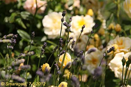 2012-06-07-Lavendel-Danae_9037
