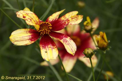 2012-07-31-Coreopsis-Route-66_0166