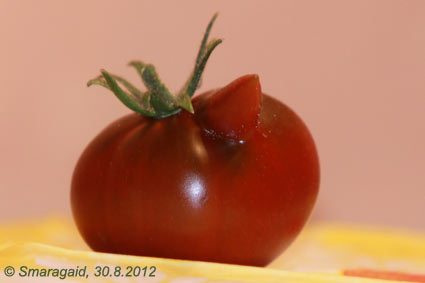 2012-08-30-Tomate_0509