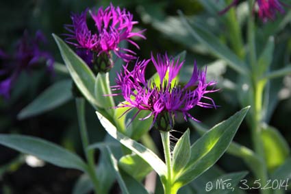 2014-05-03-Centaurea-Purple-Prose_8390