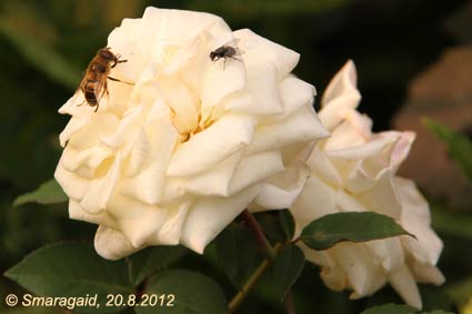 Biene-auf-Mme-Perny-2012-08-20_0418