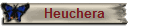 Heuchera