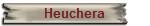 Heuchera